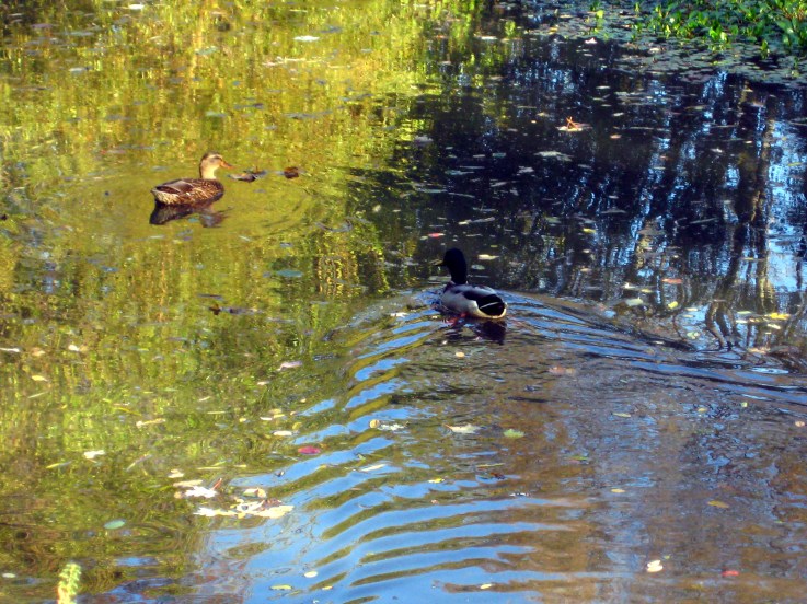 Ducks in the pond.