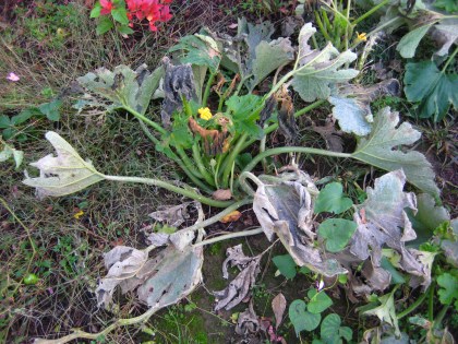 Spent yellow squash plant.