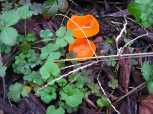 Orange Peel Fungus
