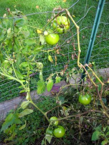 Tomatoes still green in October.