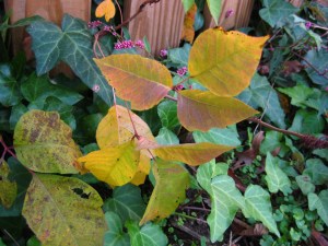 Poison Ivy along our fence.