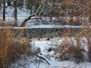 Geese in the remaining unfrozen water.