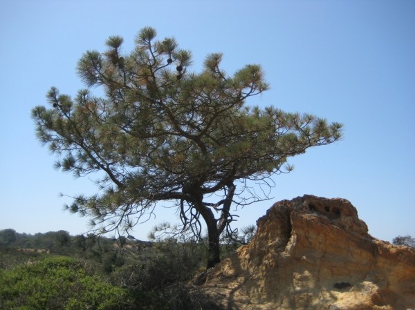 A Torrey Pine, shaped by the forces of nature.