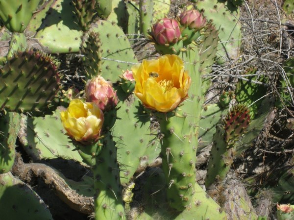 Prickley Pear in Bloom