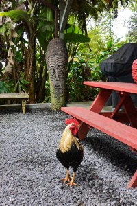 A wandering rooster with a tiki statue in the background, at the coffee plantation