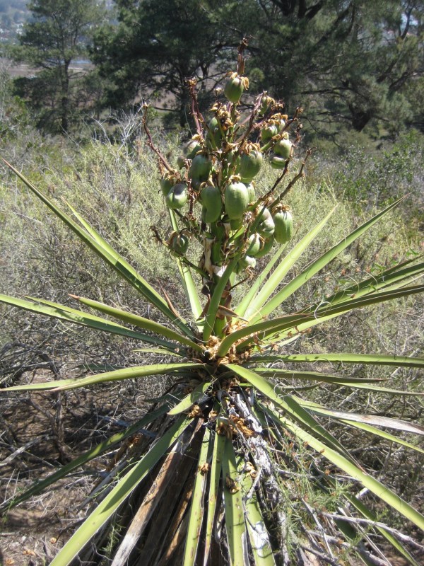Mojave Yucca.  The fibers were used for rope and sandals, the flowers eaten, the seeds ground for flour, and the root used to make soap.