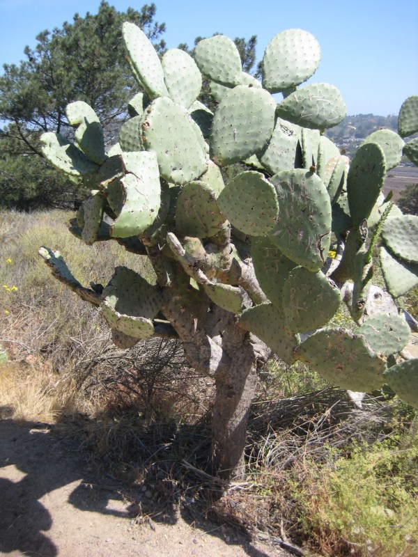 Prickley Pear Tree.  A cactus on a tree trunk.