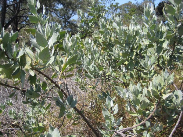 Yerba Santa, or holy herb.