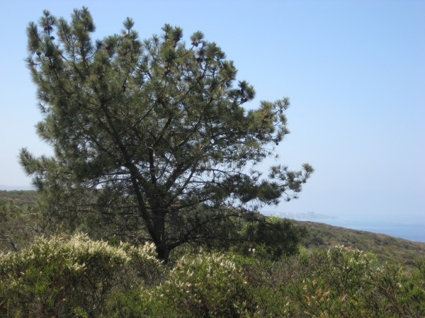 A larger Torrey Pine with La Jolla in the background.
