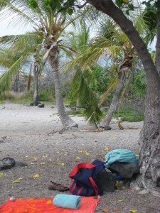 The sand and palms at the little Honokohau beach.