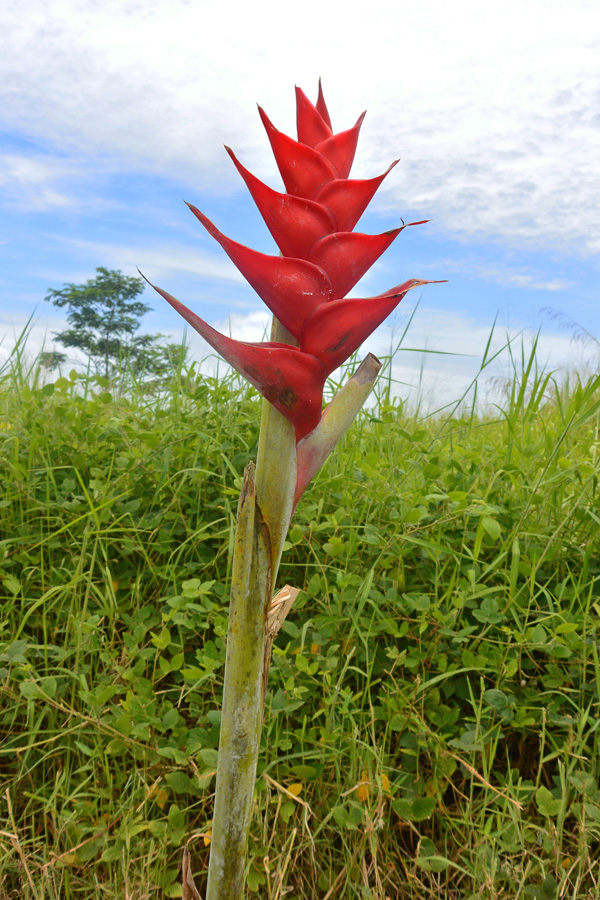 Heliconia bihai, or Macaw flower, non-native to Hawaii, but introduced long ago, before the reign of King Kamehameha I