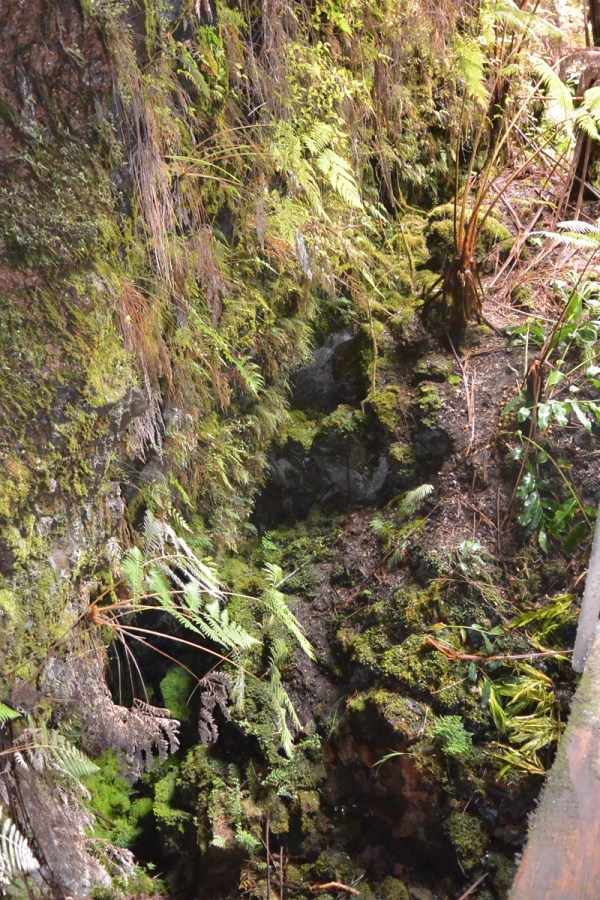 Typical of the ground around the lava tube, it is all crevices and rock with jungle-like overgrowth.