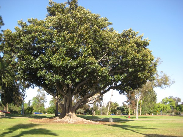 Tree in Balboa Park, near the favorite spot for ultimate Frizbee.