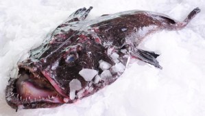 Monkfish in the market