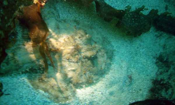 A monkfish in it's natural element.