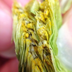 Lupulin Glands in a Cascade hop cone.