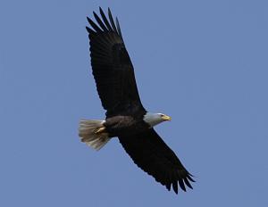Bald eagle photo (taken from free photos from photobucket)