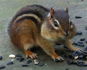 Chipmunk gathering seeds.