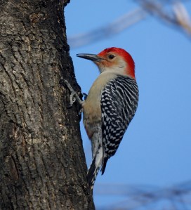 Red-bellied woodpecker (not red-headed, that's another type which is much rarer)