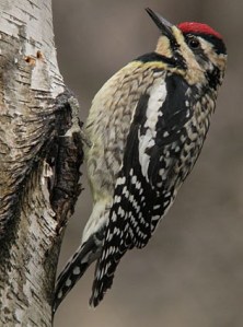 Yellow-bellied sapsucker.