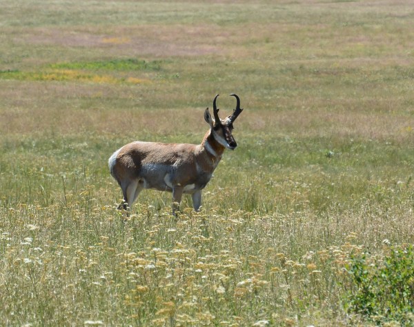 Pronghorn, Bison National Reserve, Montana